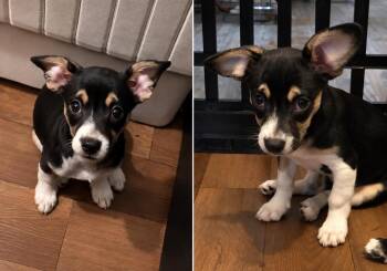 Abby -  Chihuahua Dog for Adoption in West Hollywood, California - Abby | PetCurious
