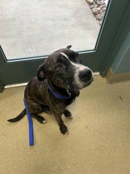 Mixed Breed Dogs Available for Adoption - ROXY | PetCurious