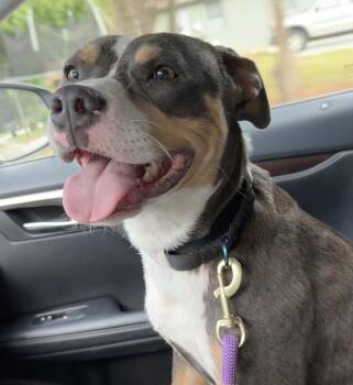 American Staffordshire Terrier and American Bulldog Dogs Available for Adoption in Decatur, Georgia - Mama. Needs Foster Or Adopter | PetCurious