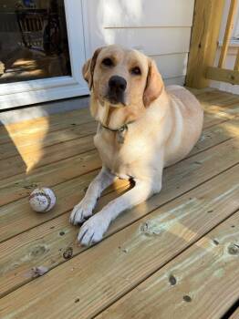 Birdie -  Yellow Labrador Retriever Dog for Adoption in Nashville, Tennessee - Birdie | PetCurious