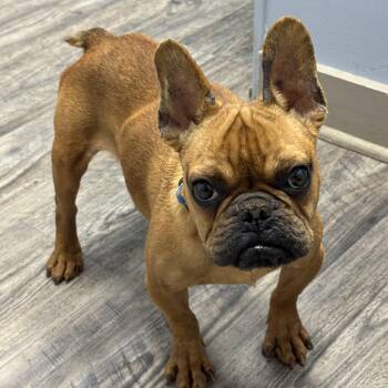 French Bulldog Dogs Available for Adoption - Mr.Snuggles  | PetCurious