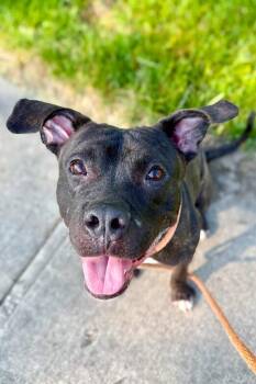 Nougat -  Mixed Breed Dog for Adoption in Cincinnati, Ohio - Nougat | PetCurious