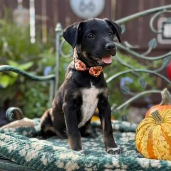 Bronco -  Labrador Retriever Dog for Adoption in Fairfield, Connecticut - Bronco | PetCurious