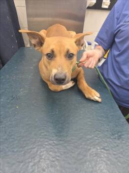 Rescue Pit Bull Terrier and Mixed Breed Dogs for Adoption in Mobile, Alabama - BILLY | PetCurious