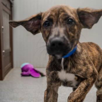 Terrier Dogs Available for Adoption in Pawling, New York - Gojo | PetCurious