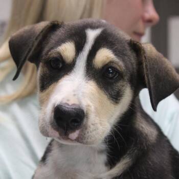 Magenta -  Retriever and Shepherd Dog for Adoption in Cleveland, Mississippi - Magenta | PetCurious