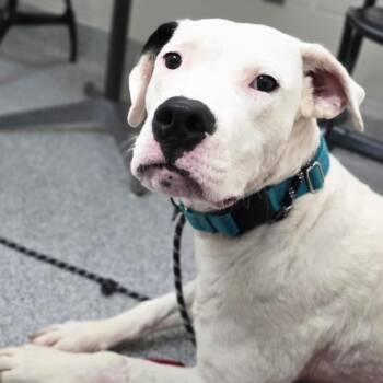 Fairy -  Dogo Argentino Dog for Adoption in Grand Rapids, Michigan - Fairy | PetCurious