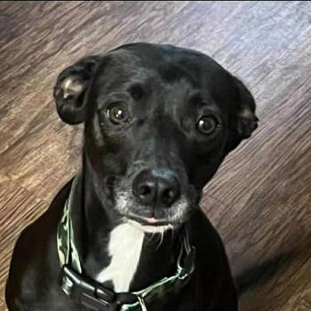 Rat Terrier Dogs Available for Adoption in Niagara Falls, Ontario - Phantom (20260528-01) | PetCurious