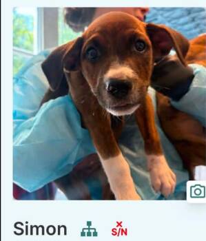 Simon cs -  Mixed Breed Dog for Adoption in Columbia, Maryland - Simon Cs | PetCurious