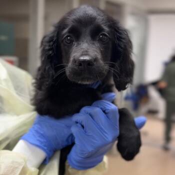 Jay A2296072 -  Cocker Spaniel Dog for Adoption in Los Angeles, California - Jay A2296072 | PetCurious