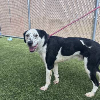 Border Collie Dogs Available for Adoption in Liberty, Missouri - Branson | PetCurious