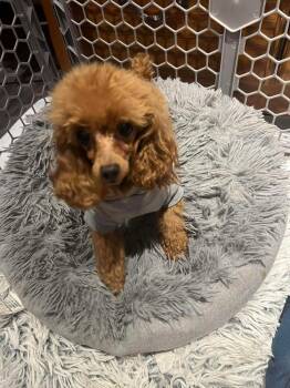 Poodle Toy - Fiyero -  Poodle Dog for Adoption in Omaha, Nebraska - Poodle Toy - Fiyero | PetCurious