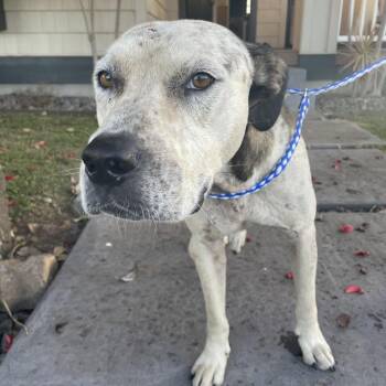 Pit Bull Terrier and Australian Cattle Dog Blue Heeler Dogs Available for Adoption in Volcano, Hawaii - Axle/"Aloka"- Ambassador Of Peace | PetCurious