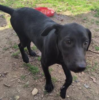 Labrador Retriever Dogs Available for Adoption - Duke Sprout | PetCurious