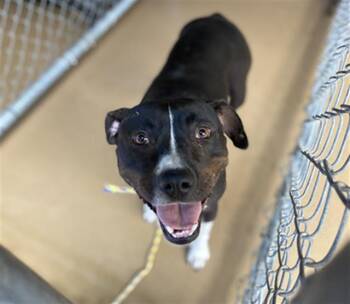Rescue Pit Bull Terrier Dogs for Adoption in Chula Vista, California - A266634 | PetCurious