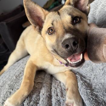 German Shepherd Dog Dogs Available for Adoption - Ember  | PetCurious