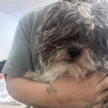 Mixed Breed Dogs Available for Adoption in Philadelphia, Pennsylvania - Oreo Cookies | PetCurious