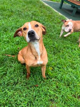 Boo -  Labrador Retriever and Pit Bull Terrier Dog for Adoption in Saint Charles, Missouri - Boo | PetCurious