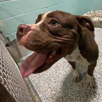 Diesel -  Mixed Breed Dog for Adoption in Port Charlotte, Florida - Diesel | PetCurious