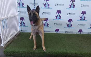POOKA -  Belgian Shepherd Malinois Dog for Adoption in Orlando, Florida - POOKA | PetCurious