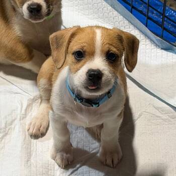 Clawsanova -  American Staffordshire Terrier and Jack Russell Terrier Dog for Adoption in Rockville, Maryland - Clawsanova | PetCurious
