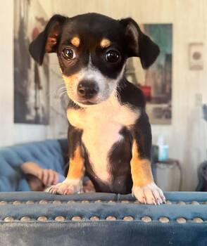 Chihuahua Dogs Available for Adoption in West Palm Beach, Florida - Cookie | PetCurious