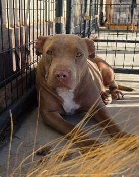 Mamas -  Pit Bull Terrier Dog for Adoption in Victorville, California - Mamas | PetCurious