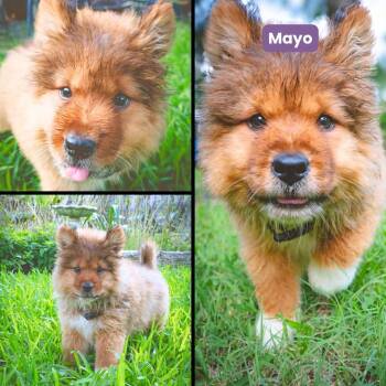 May (Mayo) -  Chow Chow Dog for Adoption in Houston, Texas - May (Mayo) | PetCurious