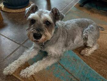 Luke -  Miniature Schnauzer Dog for Adoption in Miamisburg, Ohio - Luke | PetCurious