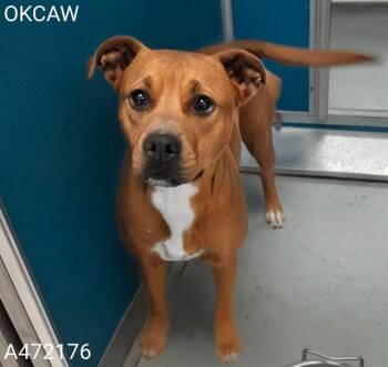 A472176 -  Pit Bull Terrier and Mixed Breed Dog for Adoption in Oklahoma City, Oklahoma - A472176 | PetCurious