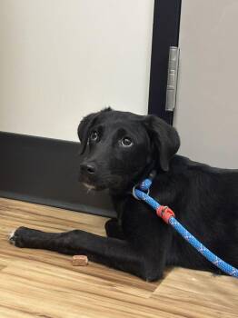 Ginny -  Mixed Breed Dog for Adoption in Raleigh, North Carolina - Ginny | PetCurious