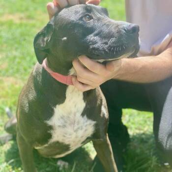 Rescue Terrier Dogs for Adoption in Franklin, Kentucky - DEMI | PetCurious