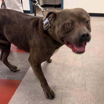 Jameson -  Mixed Breed Dog for Adoption in Philadelphia, Pennsylvania - Jameson | PetCurious