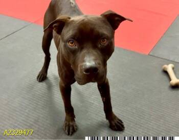 Mixed Breed Dogs Available for Adoption - ELI | PetCurious