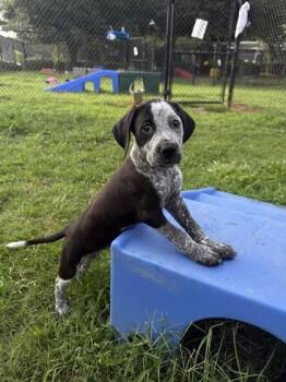 Sandy -  Hound and Mixed Breed Dog for Adoption in Conway, South Carolina - Sandy | PetCurious