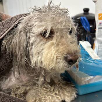 Darla -  Poodle and Mixed Breed Dog for Adoption in Yuma, Arizona - Darla | PetCurious