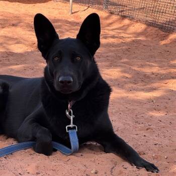 Rescue Labrador Retriever and Border Collie Dogs for Adoption in Kanab, Utah - Tutu Mcfoo | PetCurious