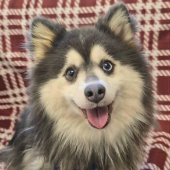 Delaney -  Pomsky Dog for Adoption in Orange, Virginia - Delaney | PetCurious