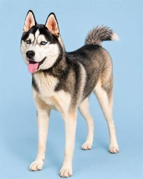 CHIEF -  Siberian Husky Dog for Adoption in Westminster, Maryland - CHIEF | PetCurious