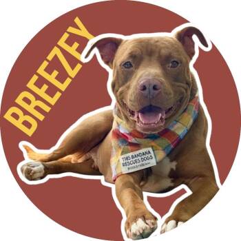 Breezey -  Pit Bull Terrier Dog for Adoption in Fort Worth, Texas - Breezey | PetCurious