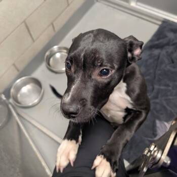 Rescue Labrador Retriever Dogs for Adoption in Des Moines, Iowa - Janey | PetCurious