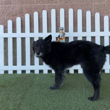 A611251 -  German Shepherd Dog Dog for Adoption in Modesto, California - A611251 | PetCurious