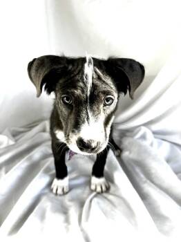 ELK -  Labrador Retriever Dog for Adoption in Broomfield, Colorado - ELK | PetCurious
