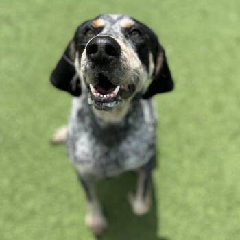 Bluetick Coonhound Dogs Available for Adoption in Loxahatchee Groves, Florida - Zorro | PetCurious