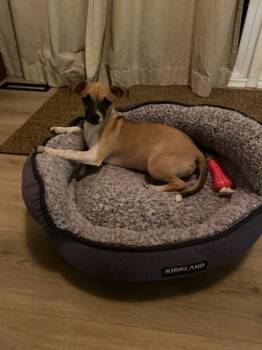 Blooper -  Rat Terrier and Dachshund Dog for Adoption in Nanaimo, British Columbia - Blooper | PetCurious