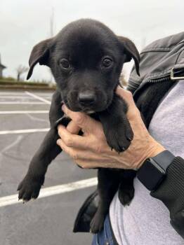 Rescue Mixed Breed Dogs for Adoption in Puyallup, Washington - Willow | PetCurious