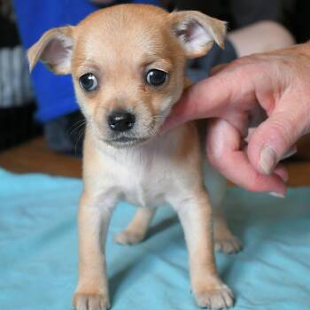 Truli -  Chihuahua Dog for Adoption in Portland, Oregon - Truli | PetCurious