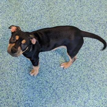 Mixed Breed Dogs Available for Adoption - Sansa | PetCurious