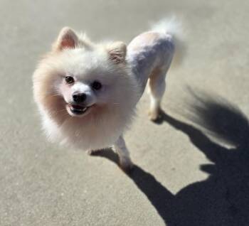 Pomeranian Dogs Available for Adoption in Clovis, California - Perin | PetCurious