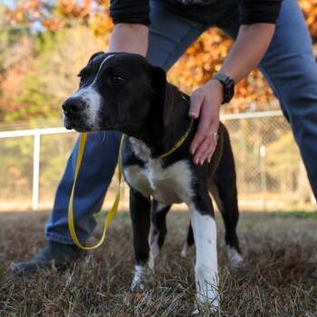 Labrador Retriever Dogs Available for Adoption in Hohenwald, Tennessee - Venus | PetCurious